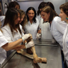 Seminari tècnic de diagnòstic palpatori muscular a Lleida